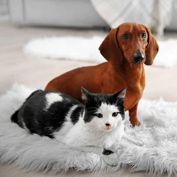 Veterinaria 